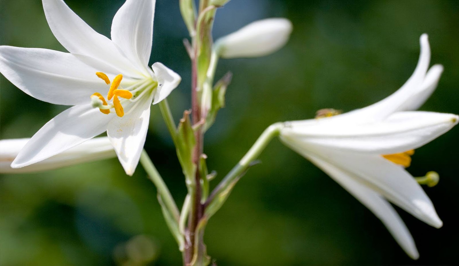 Лилия белоснежная (l. candidum)